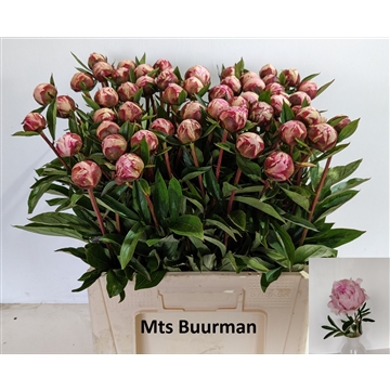 Sarah Bernhardt 55 stuks
