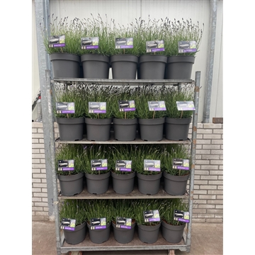 lavandula angustifolia &#39;Hidcote&#39; C10 kar