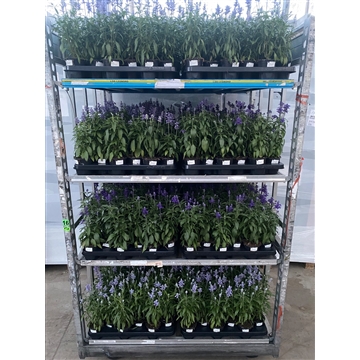 salvia