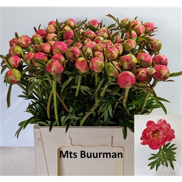 Coral Charm 60 stuks