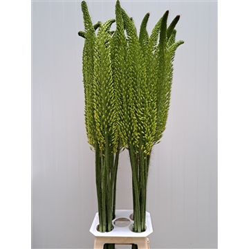 Eremurus Bolero 120