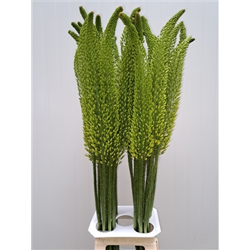 Eremurus Bolero 110