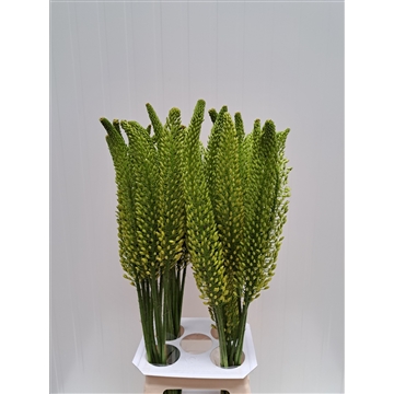 Eremurus Bolero 90