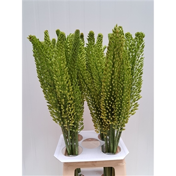 Eremurus Bolero 80