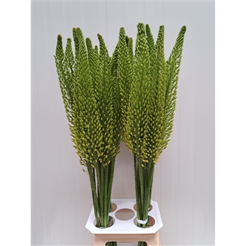 Eremurus Bolero 100