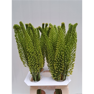 Eremurus Bolero 70
