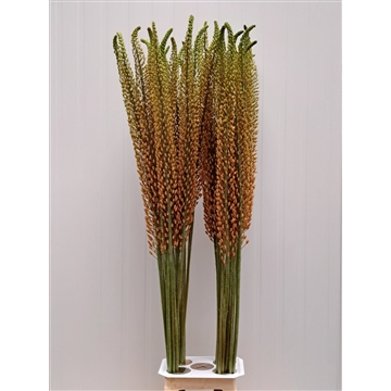 Eremurus Rumba 140