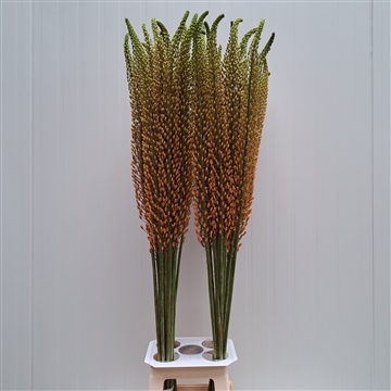 Eremurus Rumba 130