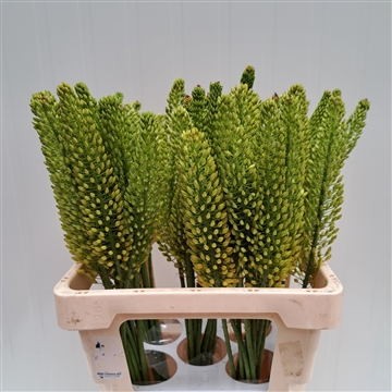 Eremurus Bolero 60
