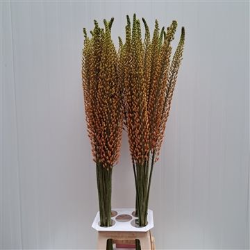 Eremurus Rumba 120