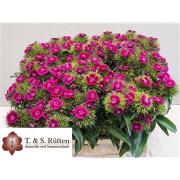 Sweet Magenta bicolor