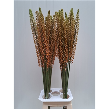 Eremurus Rumba 100