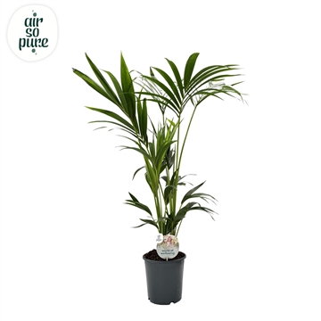 KENTIA - P21 H130 - 6PP - Air So Pure (Howea forsteriana)