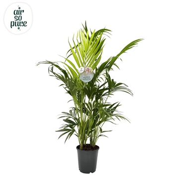 KENTIA - P24 H170 - 8PP - Air So Pure (Howea forsteriana)