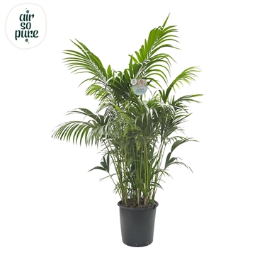 KENTIA - P44 H230 - 20PP - Air So Pure (Howea forsteriana)