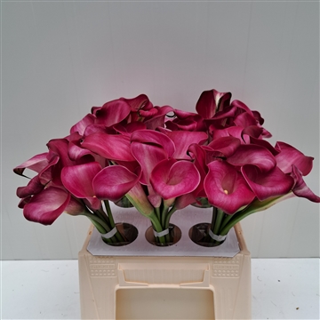Zantedeschia Sumatra 40