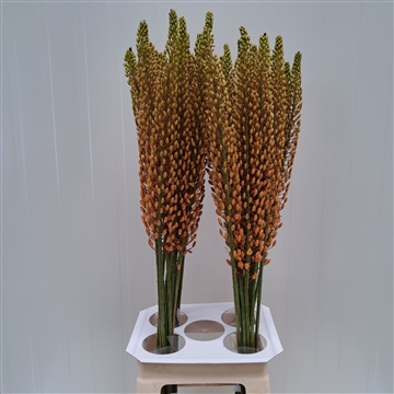 Eremurus Rumba 90