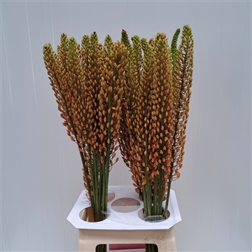 Eremurus Rumba 80