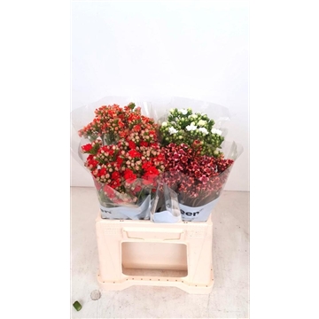 Kalanchoe Gemengd
