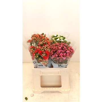 Kalanchoe Gemengd