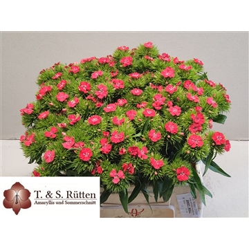 Sweet Coral