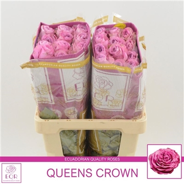 Rosa gr Queens Crown
