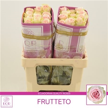 Rosa gr Frutteto