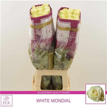Rosa gr White Mondial