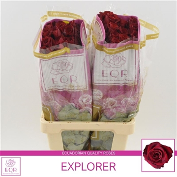 Rosa gr Explorer