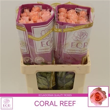 Rosa gr Coral Reef