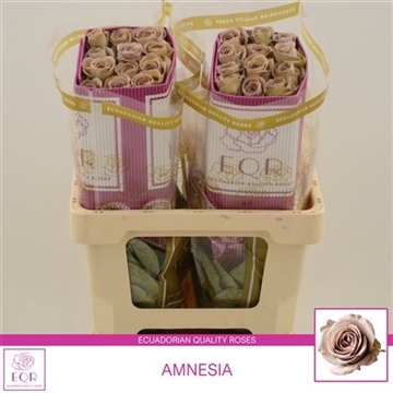Rosa gr Amnesia