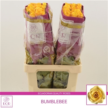 Rosa gr Bumblebee
