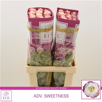 Rosa gr Adv. Sweetness