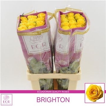 Rosa gr Brighton