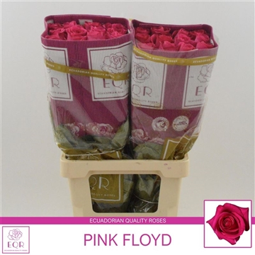 Rosa gr Pink Floyd!