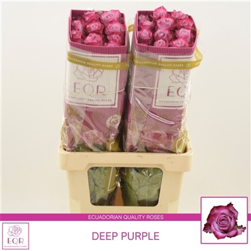 Rosa gr Deep Purple