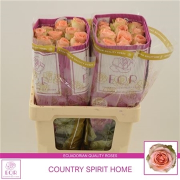 Rosa gr Country Spirit Home