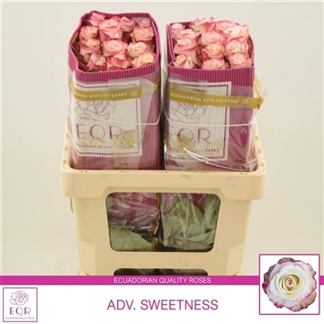 Rosa gr Adv. Sweetness