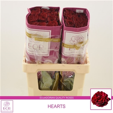 Rosa gr Hearts