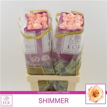 Rosa gr Shimmer