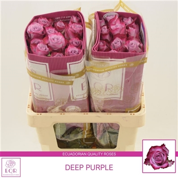 Rosa gr Deep Purple