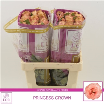 Rosa gr Princess Crown