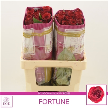 Rosa gr Fortune