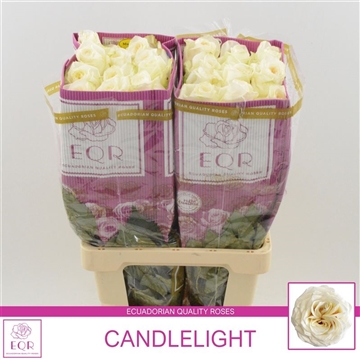 Rosa gr Candlelight Freiland