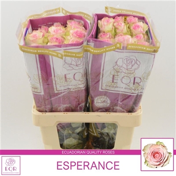 Rosa gr Esperance