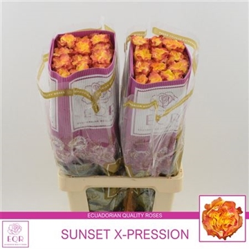 Rosa gr Sunset X-Pression