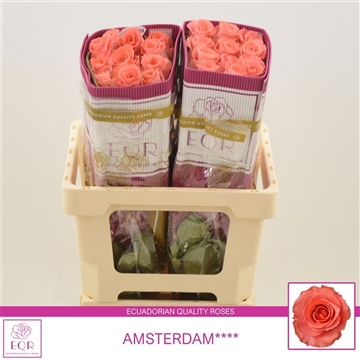Rosa gr Amsterdam****
