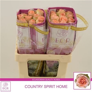 Rosa gr Country Spirit Home