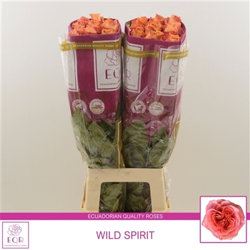 Rosa gr Wild Spirit