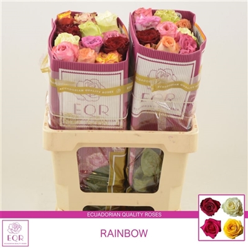 Rosa gr Rainbow Gemengd